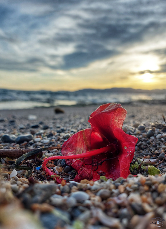 Amanecer Eterno: Flor Roja en la Playa de Guijarros - Lienzo de Alta Calidad 40x55 cm